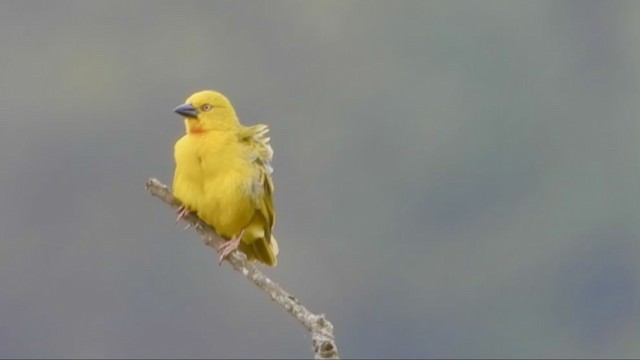 Holub's Golden-Weaver - ML283152111