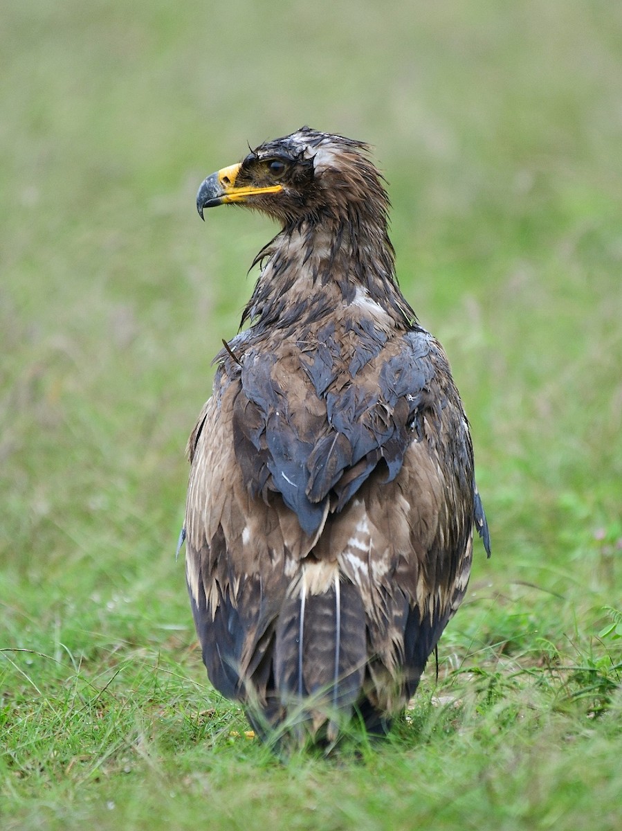Steppe Eagle - Renuka Vijayaraghavan