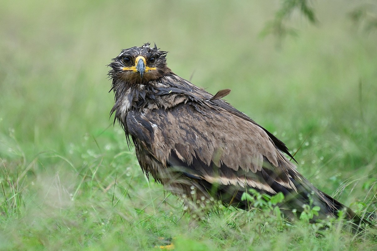 Steppe Eagle - ML283152141