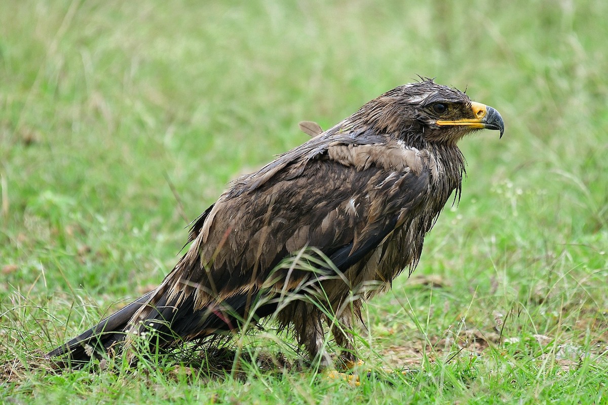 Steppe Eagle - Renuka Vijayaraghavan