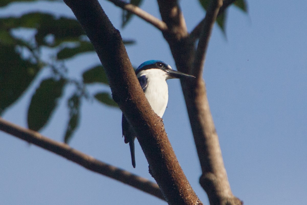 New Britain Kingfisher - ML283152531