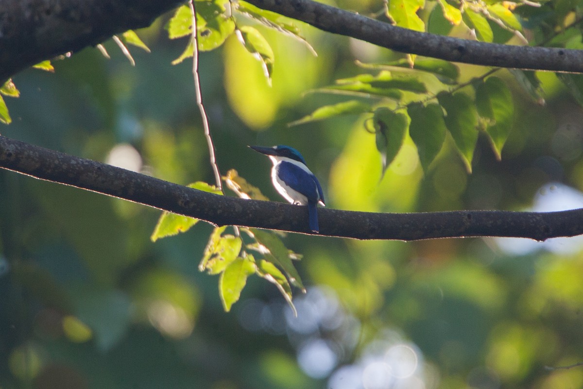 New Britain Kingfisher - ML283152541