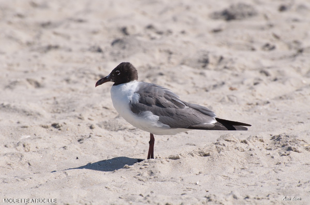 Laughing Gull - Annie Lavoie