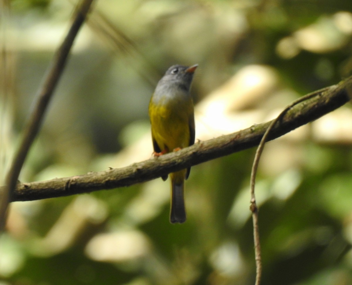 Gray-headed Canary-Flycatcher - ML283154141