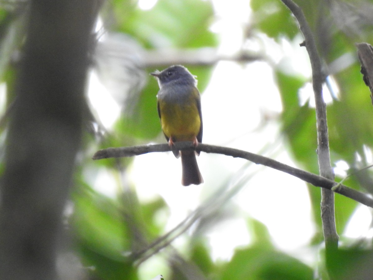 Gray-headed Canary-Flycatcher - ML283154211