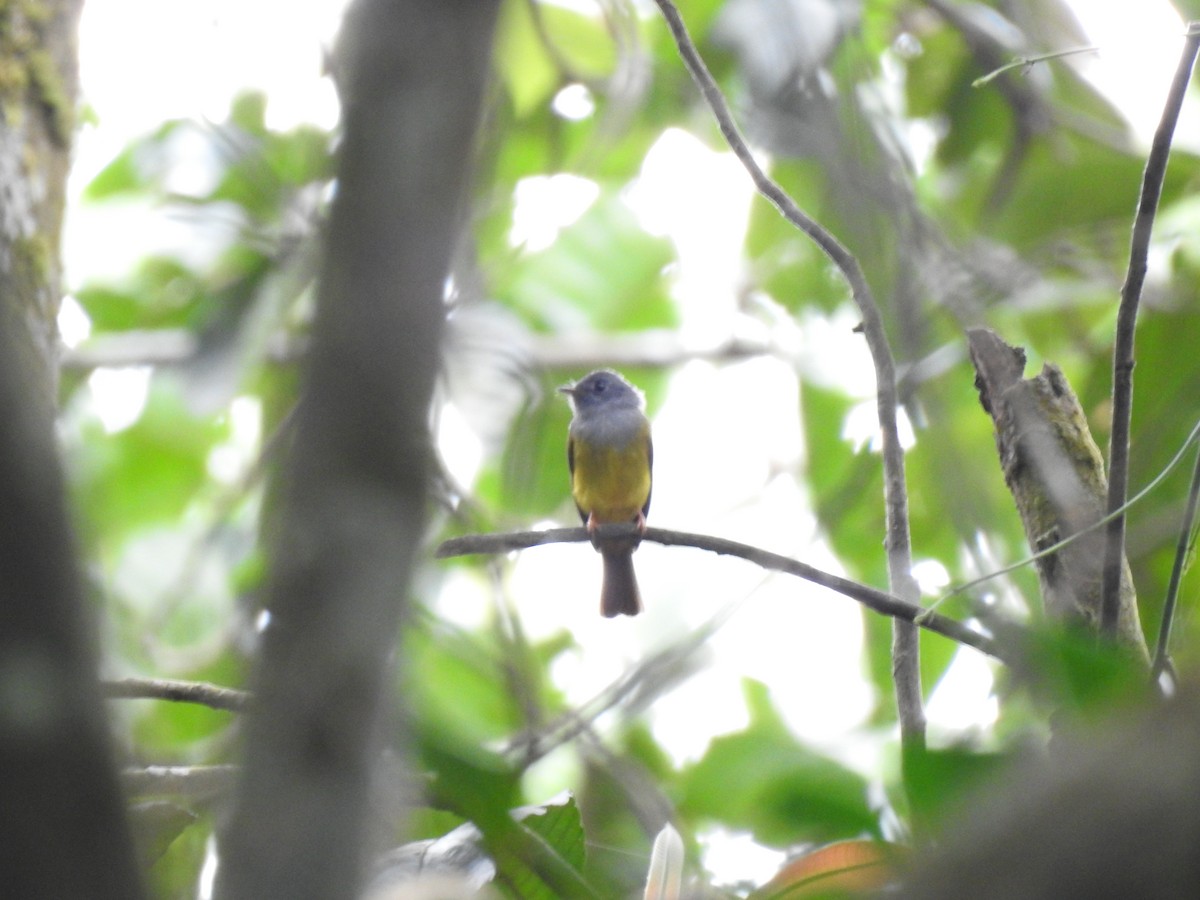 Gray-headed Canary-Flycatcher - Nishad Eshaal