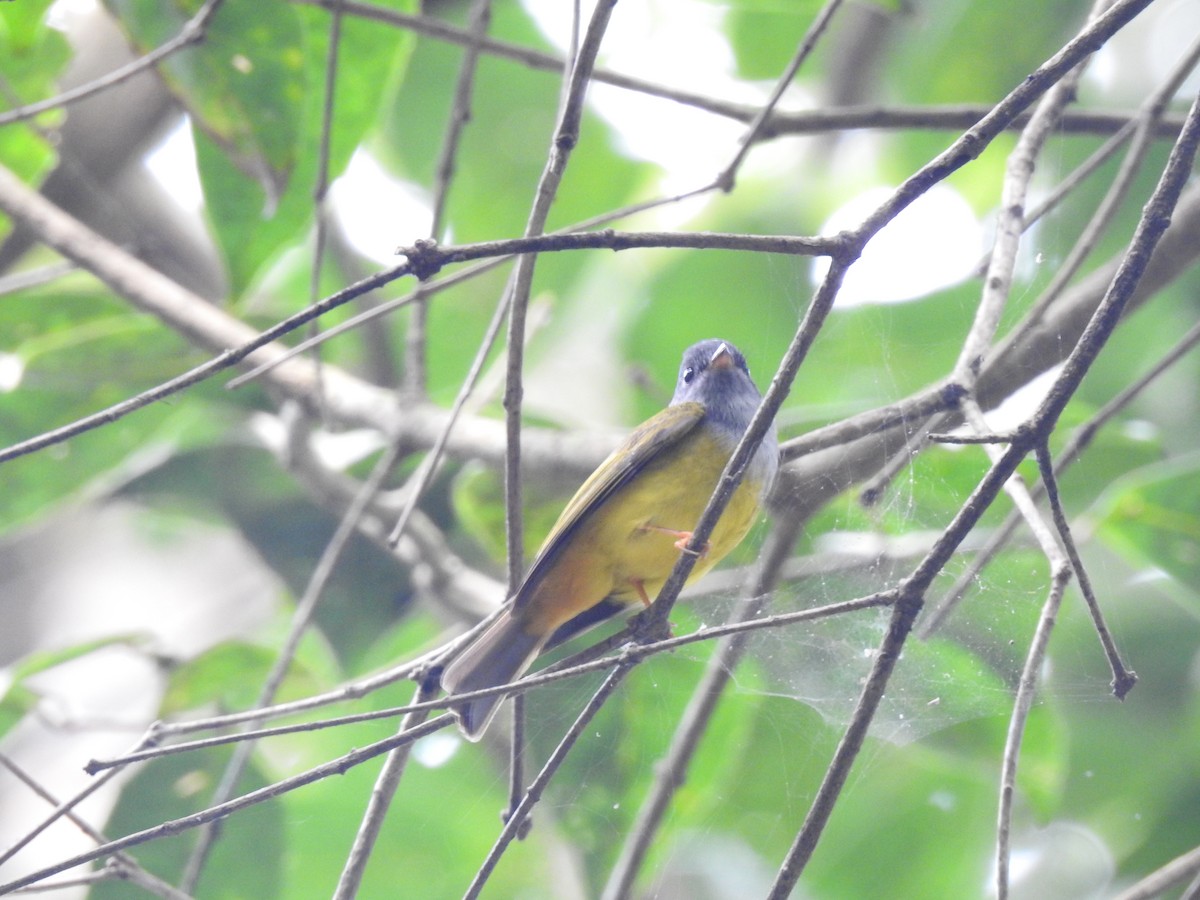 Gray-headed Canary-Flycatcher - ML283154281