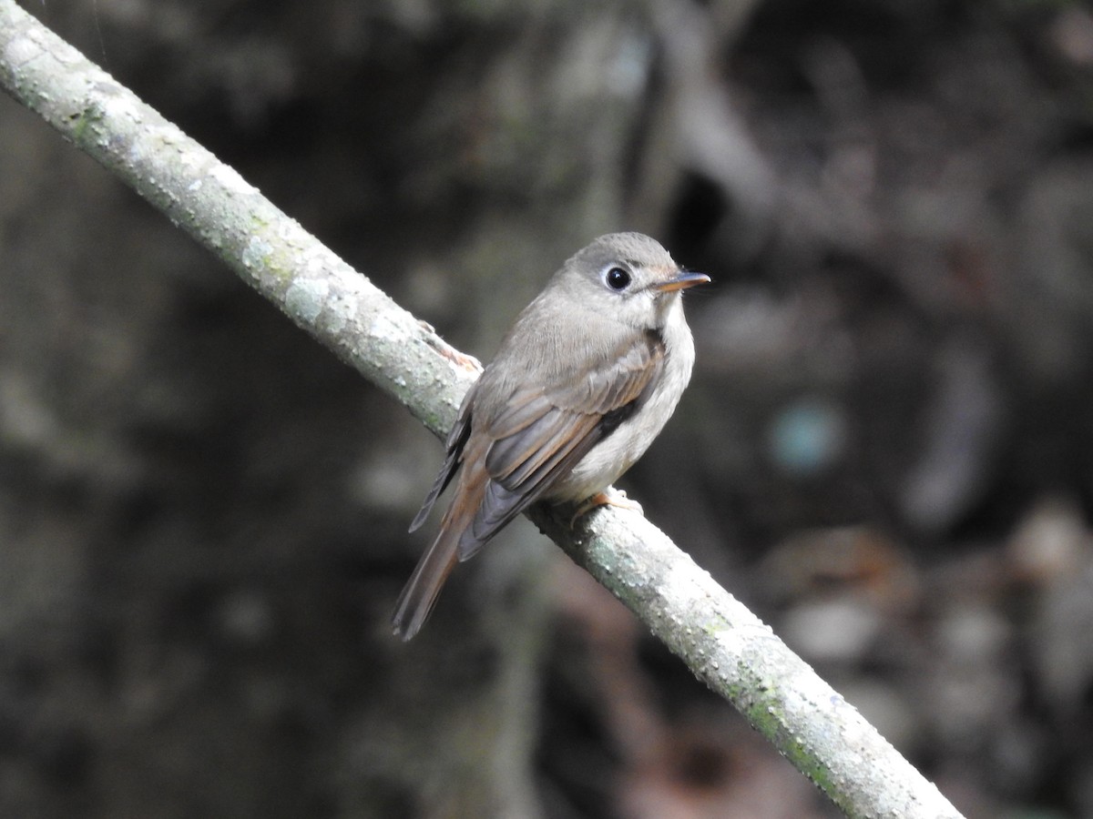 Brown-breasted Flycatcher - ML283154371