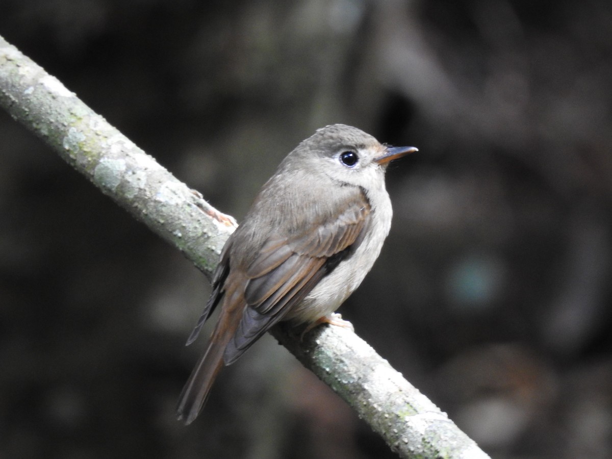 Brown-breasted Flycatcher - ML283154401