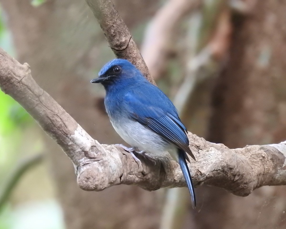 White-bellied Blue Flycatcher - ML283154431