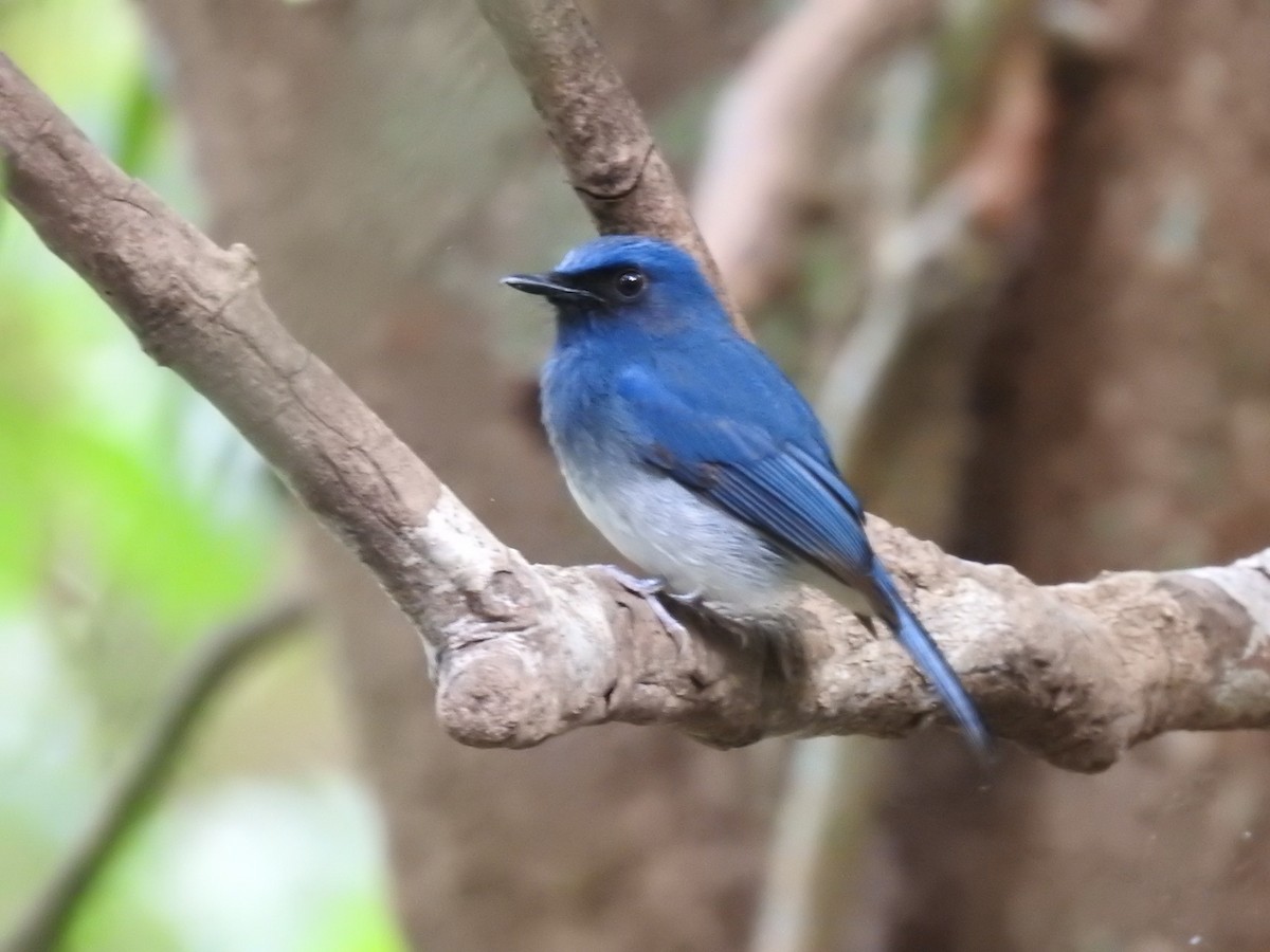 White-bellied Blue Flycatcher - ML283154461