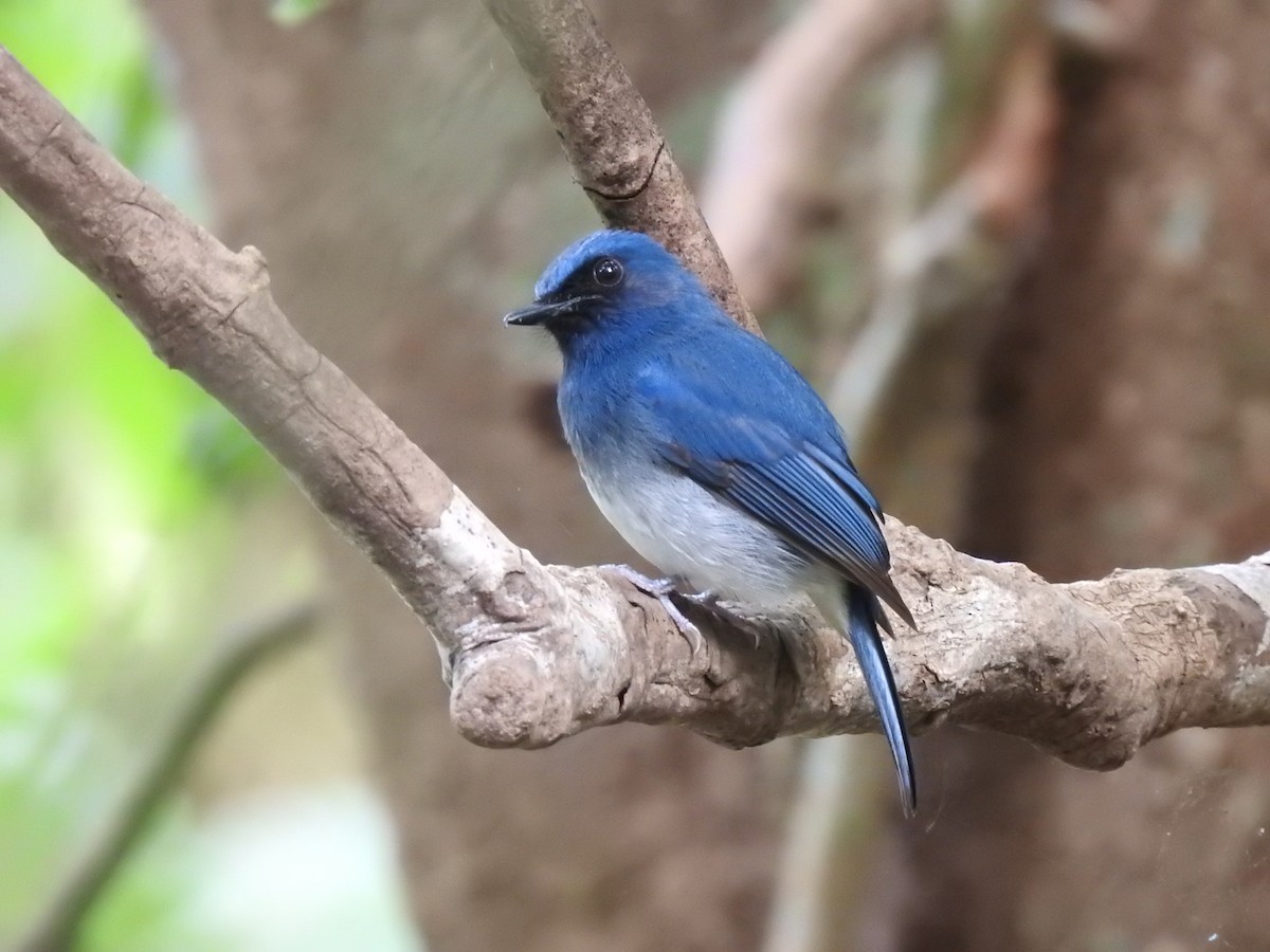 White-bellied Blue Flycatcher - ML283154471