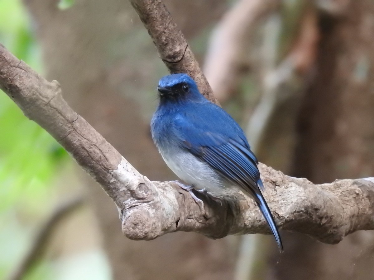 White-bellied Blue Flycatcher - ML283154501