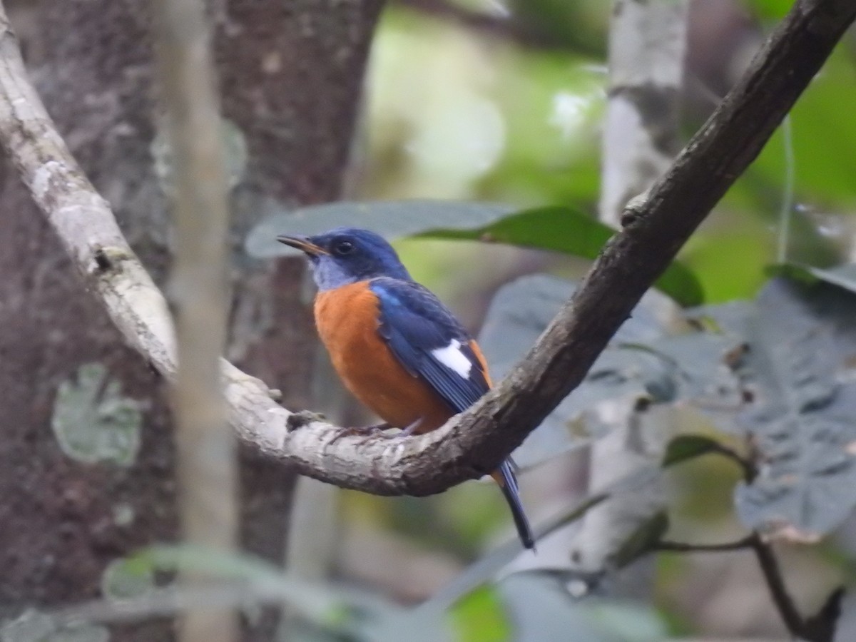 Blue-capped Rock-Thrush - ML283154571