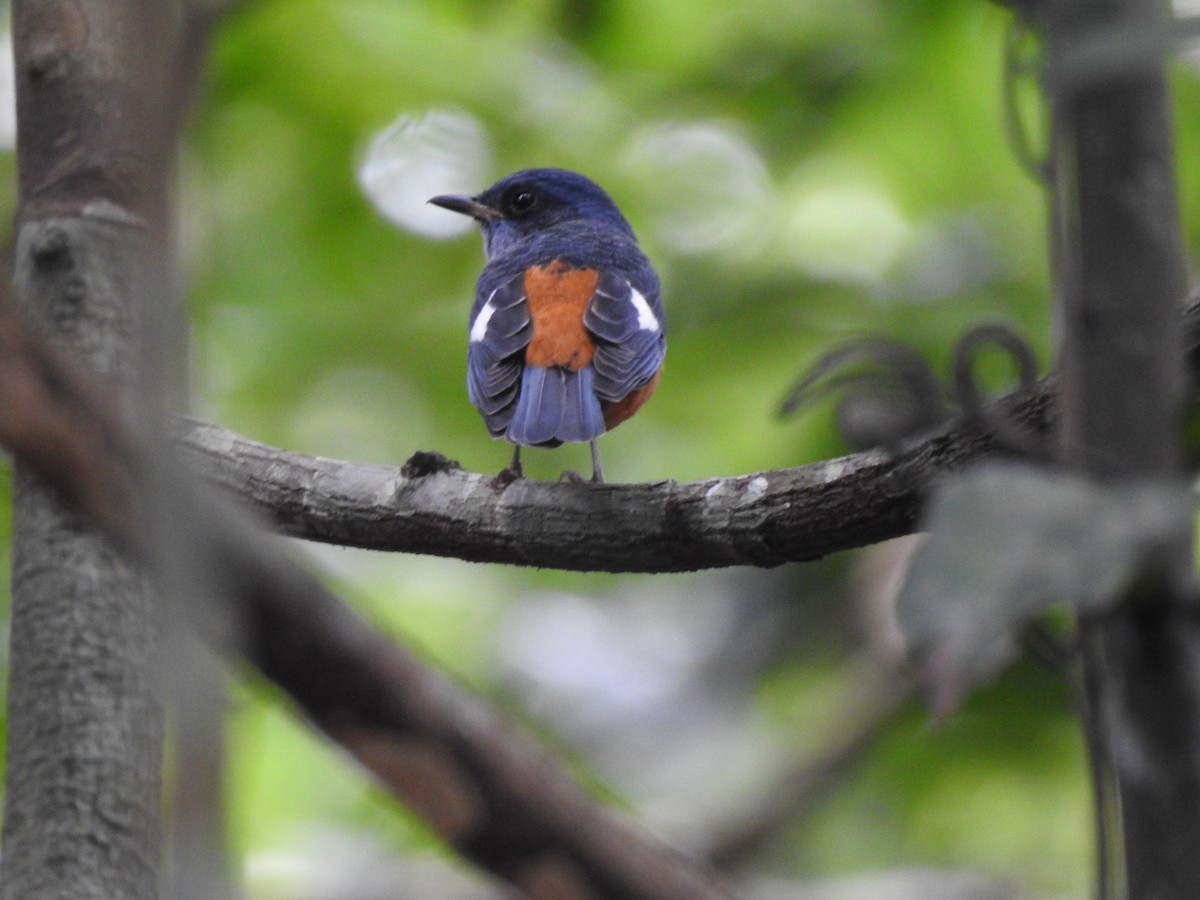 Blue-capped Rock-Thrush - ML283154581