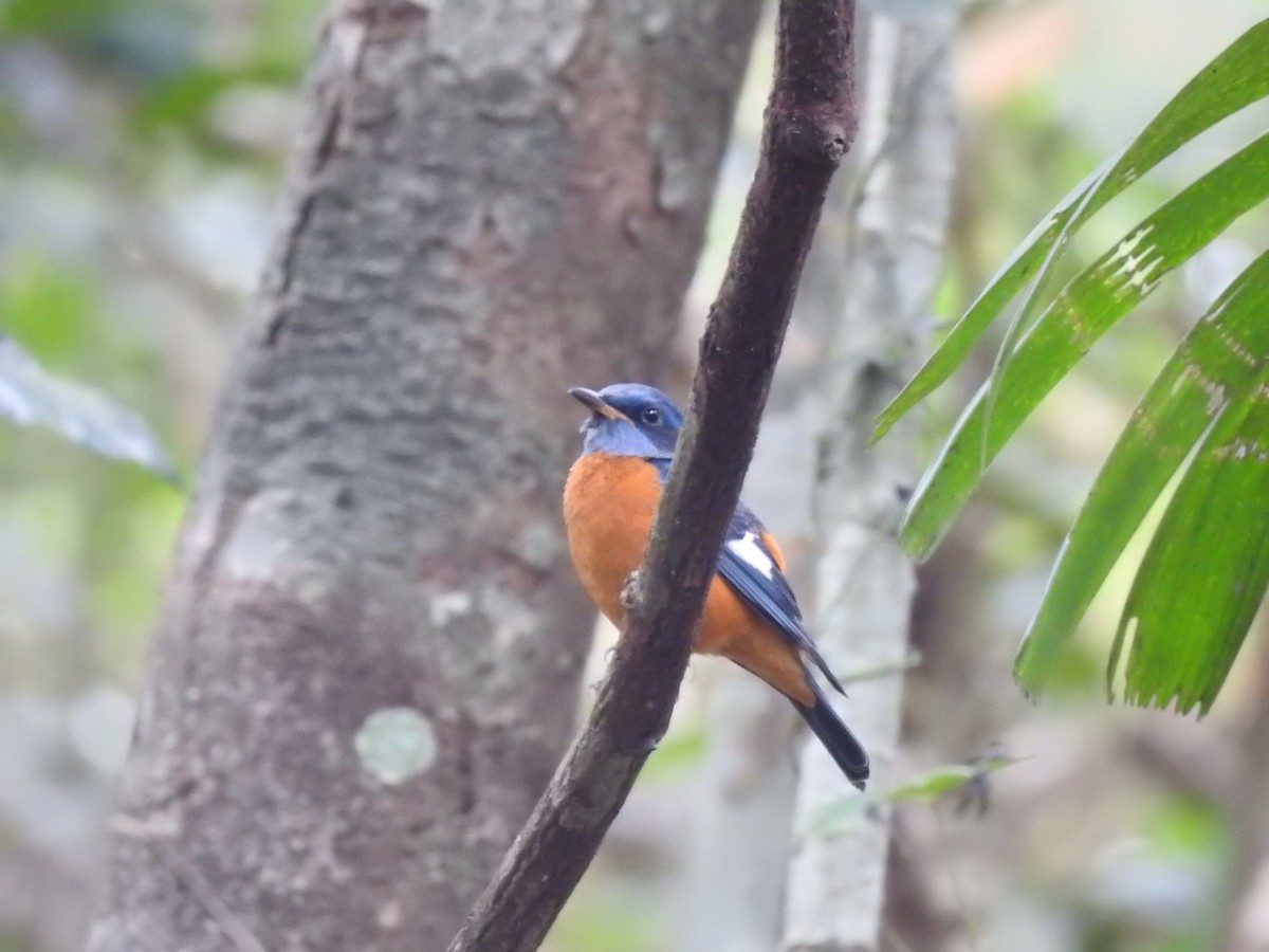 Blue-capped Rock-Thrush - Nishad Eshaal