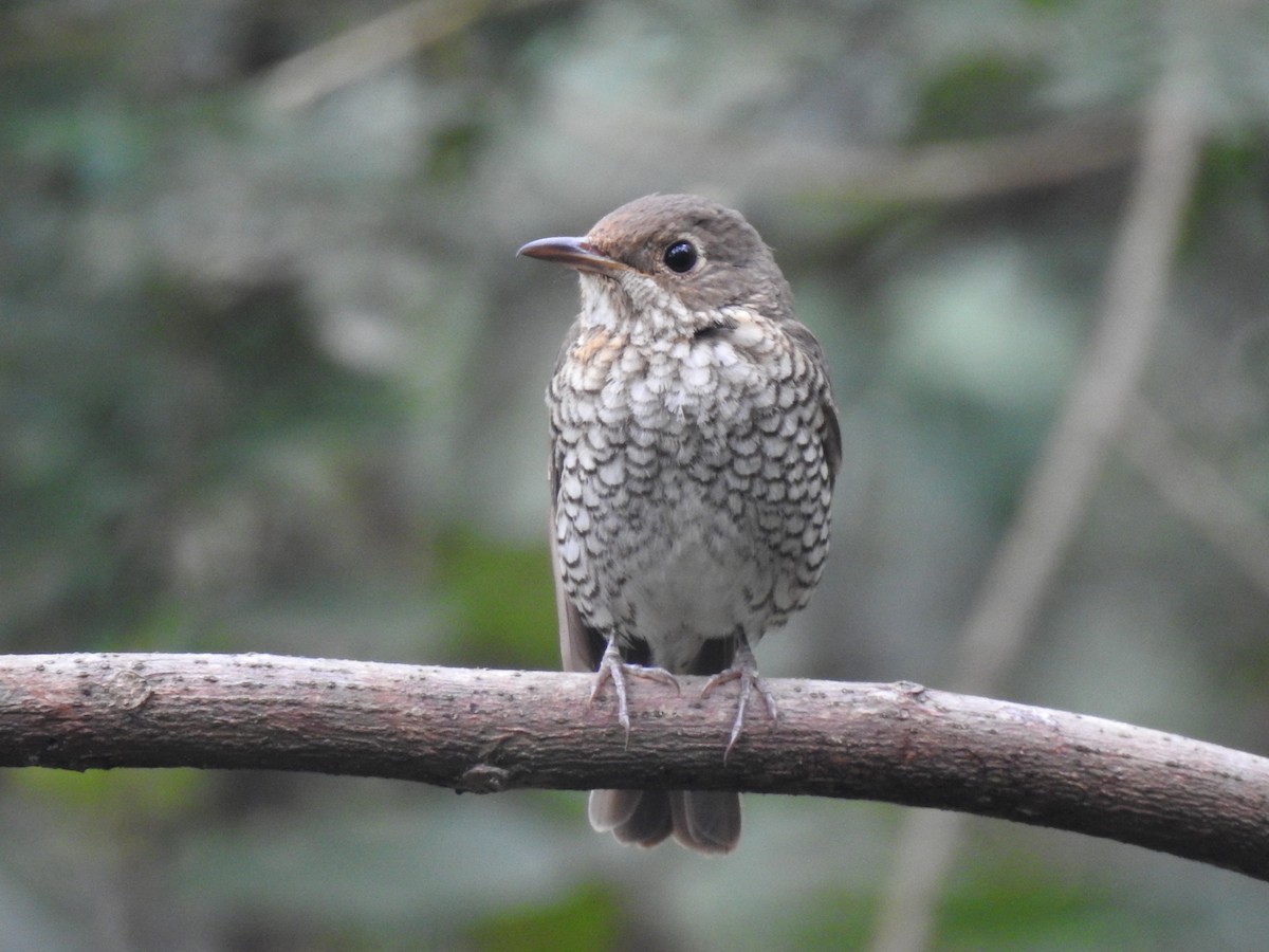 Blue-capped Rock-Thrush - ML283154601