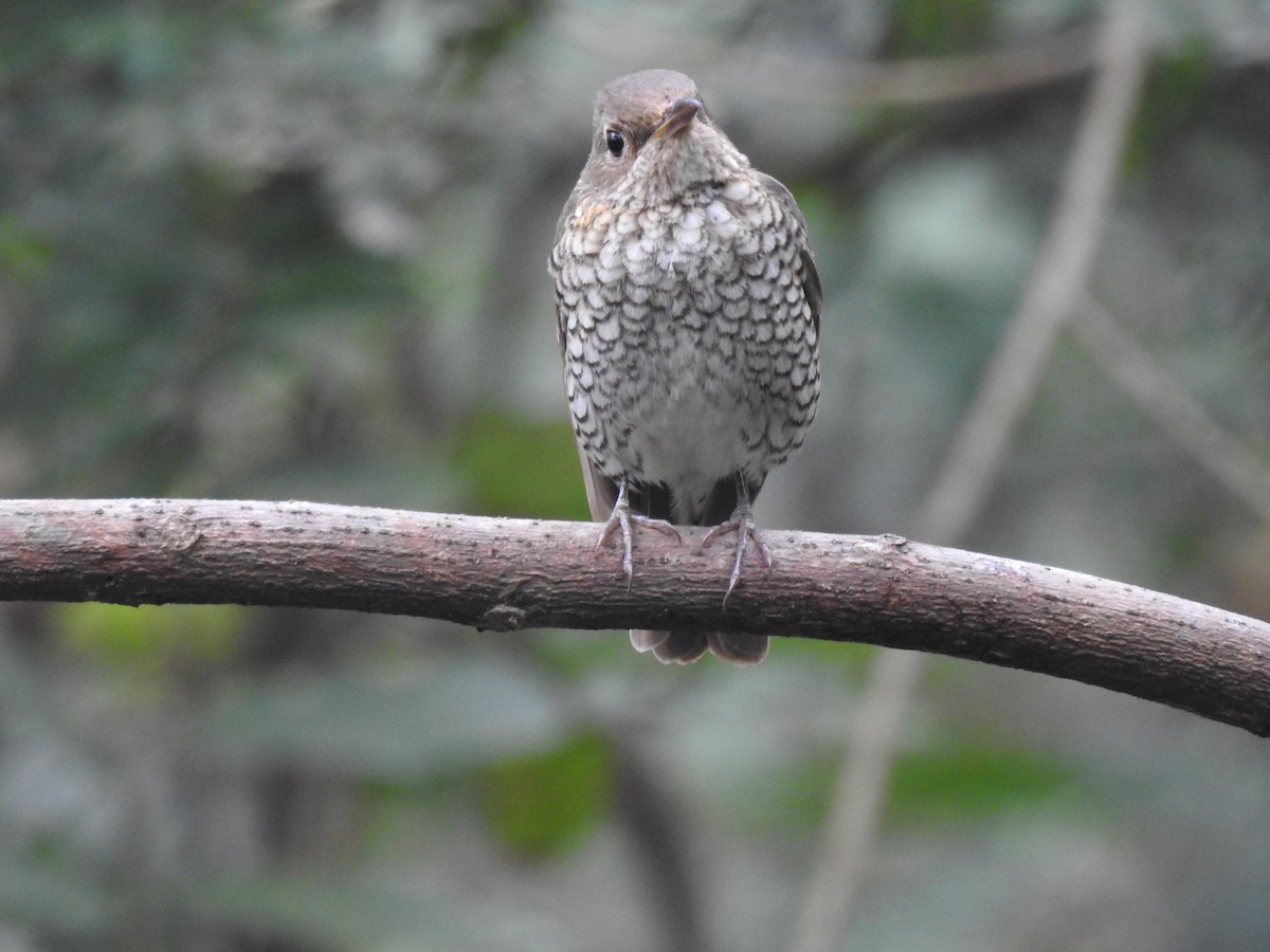 Blue-capped Rock-Thrush - ML283154621