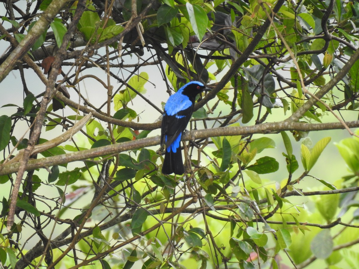 Asian Fairy-bluebird - ML283154671