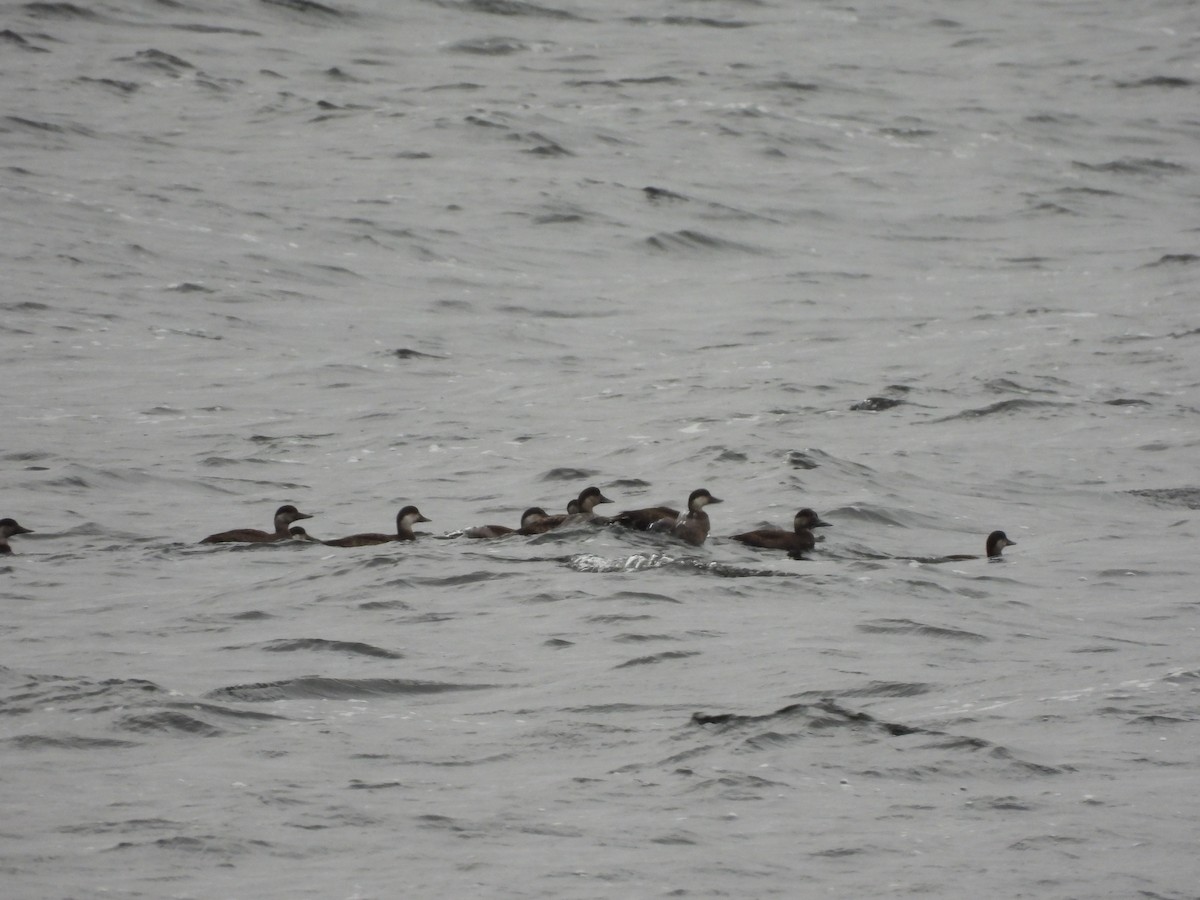 Common Scoter - ML283155361