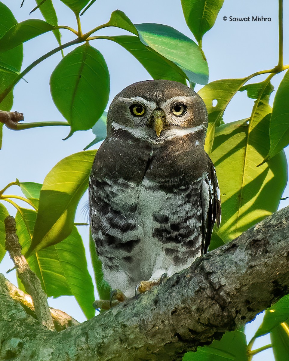 eBird Checklist - 15 Nov 2019 - Harsul forest - 10 species