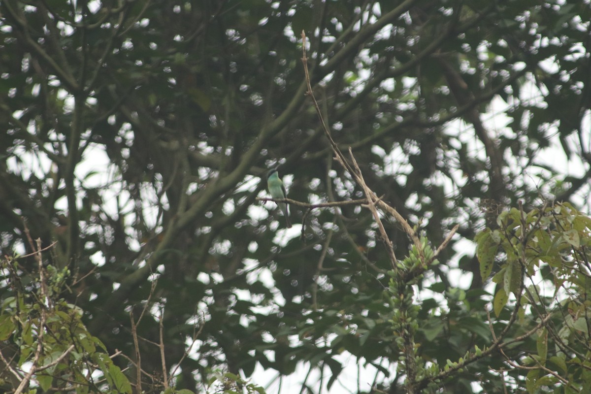Blue-throated Bee-eater - Shuna Maekawa
