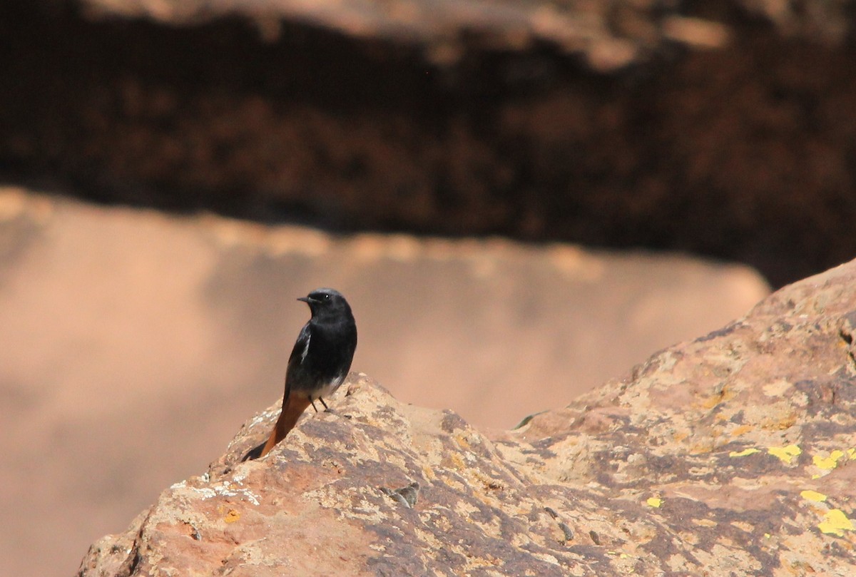 Black Redstart - ML283158021