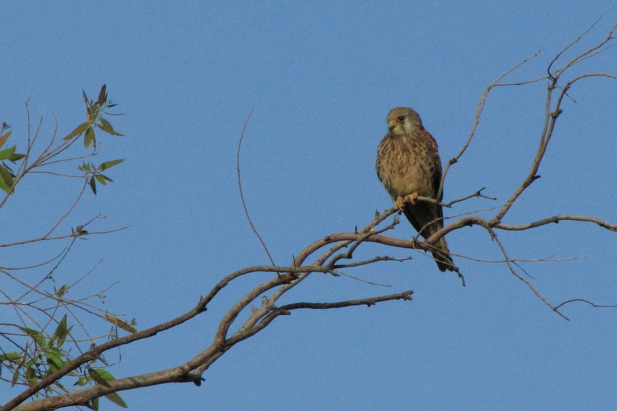 Lesser Kestrel - Pietro Melandri