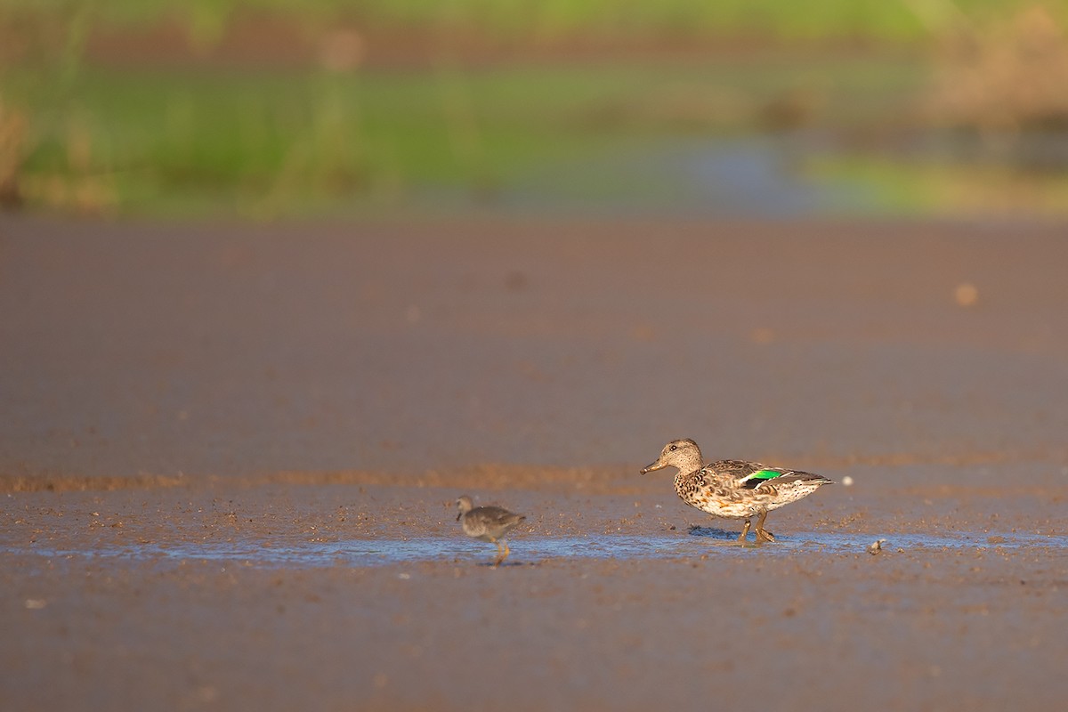 Green-winged Teal (Eurasian) - ML283159511