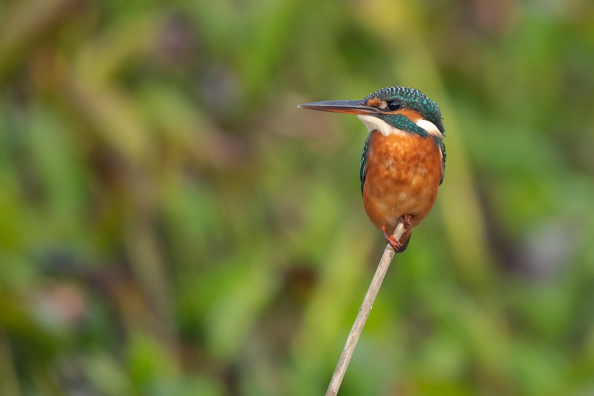 Common Kingfisher (Common) - Ayuwat Jearwattanakanok