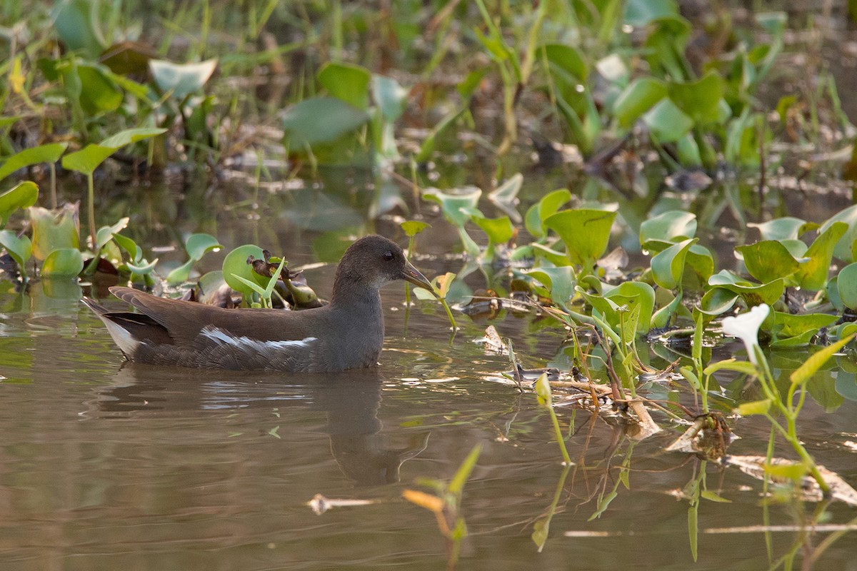 Eurasian Moorhen - ML283161081