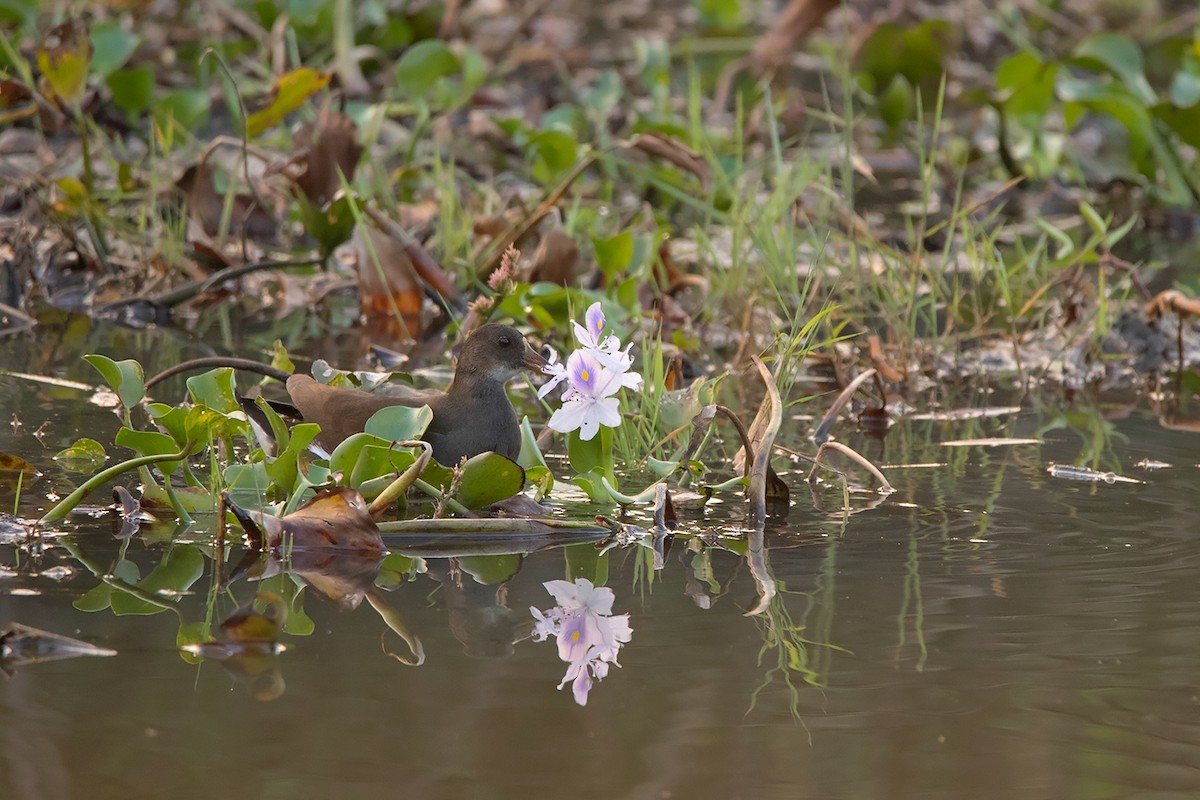 Eurasian Moorhen - ML283161101