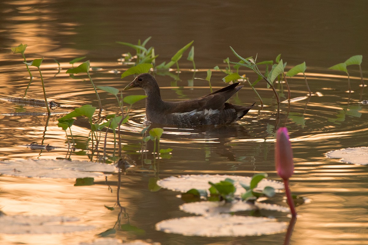 Eurasian Moorhen - ML283161111