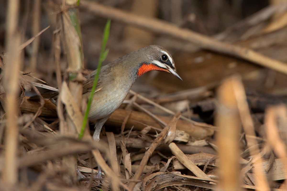 Siberian Rubythroat - ML283161151