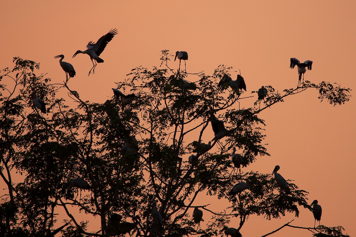 Asian Openbill - ML283161181