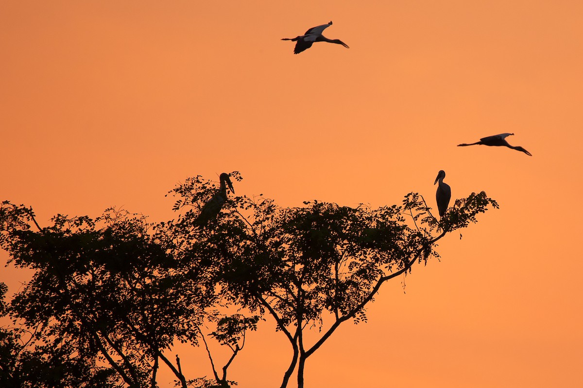 Asian Openbill - ML283161211