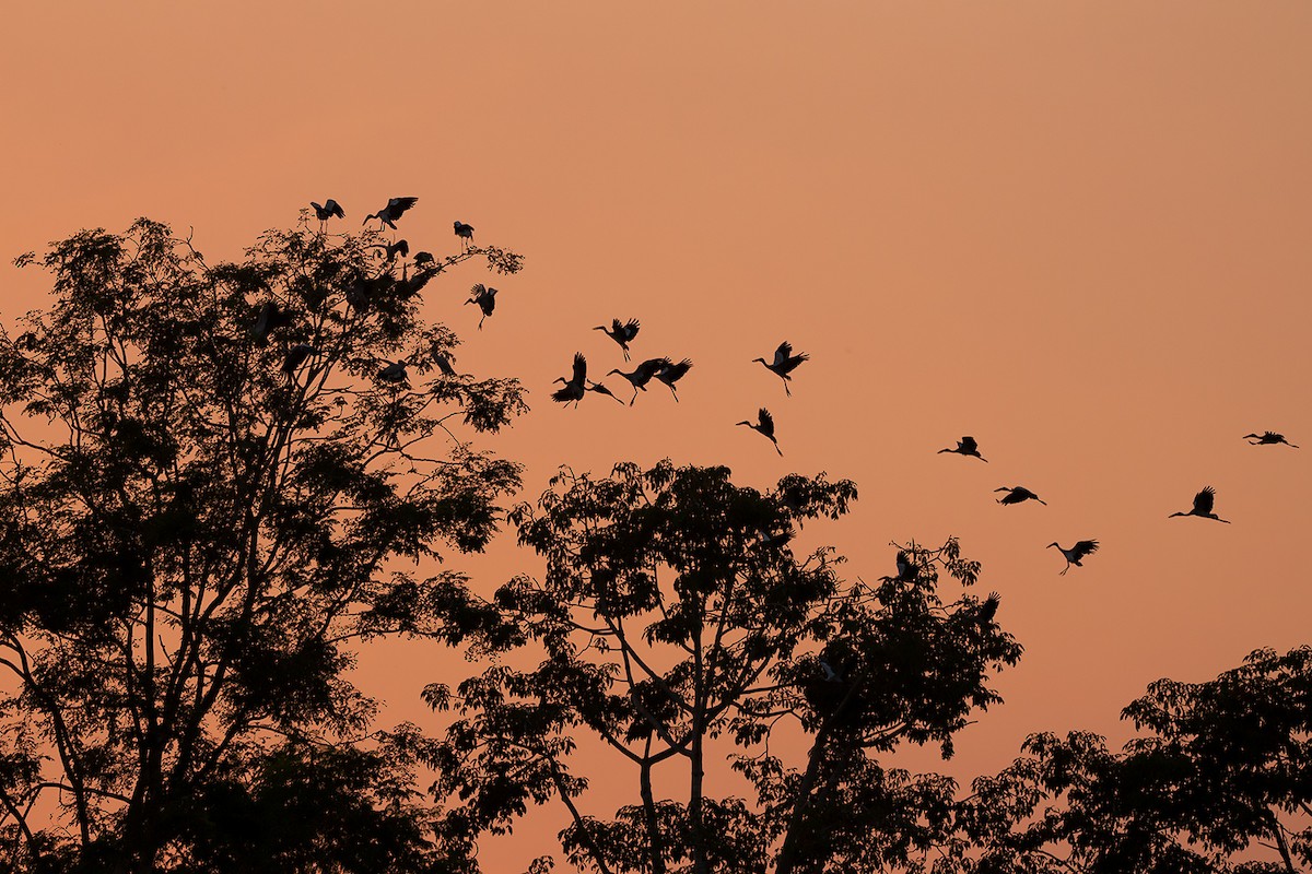 Asian Openbill - ML283161221