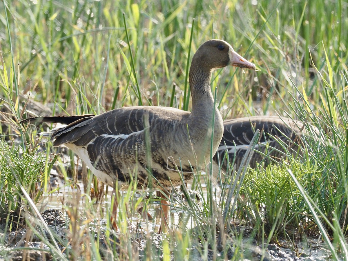 Greater White-fronted Goose - Derek Hon