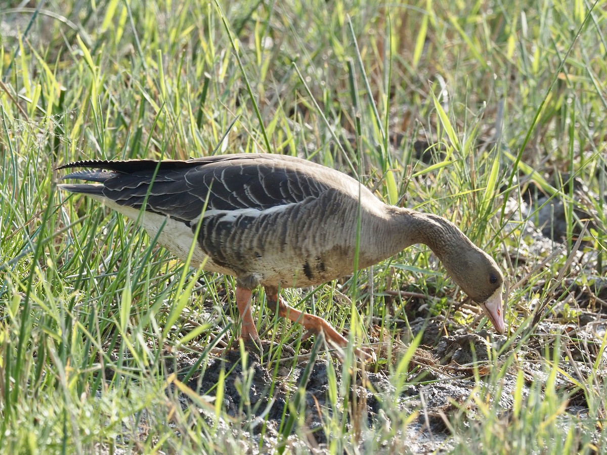 Greater White-fronted Goose - Derek Hon