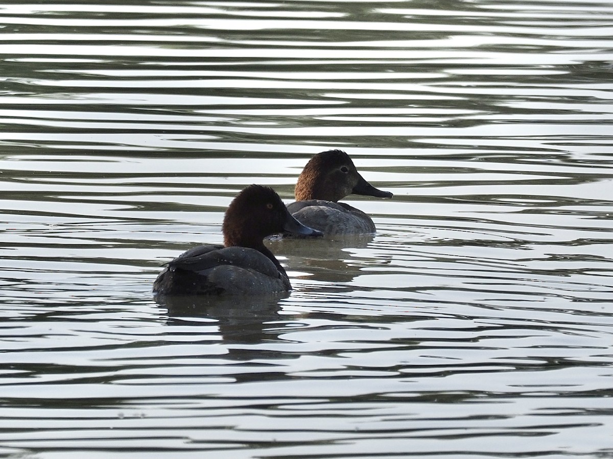 Common Pochard - Derek Hon