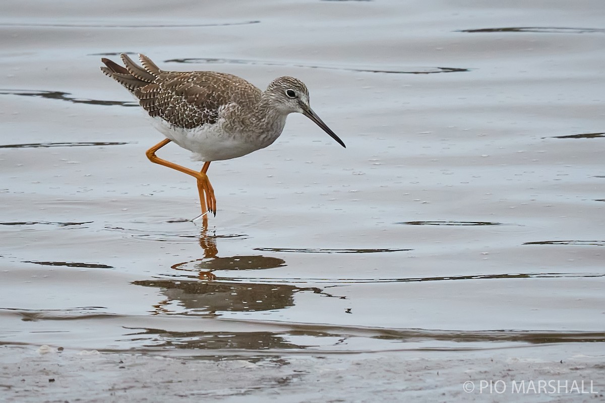 Greater Yellowlegs - Pio Marshall