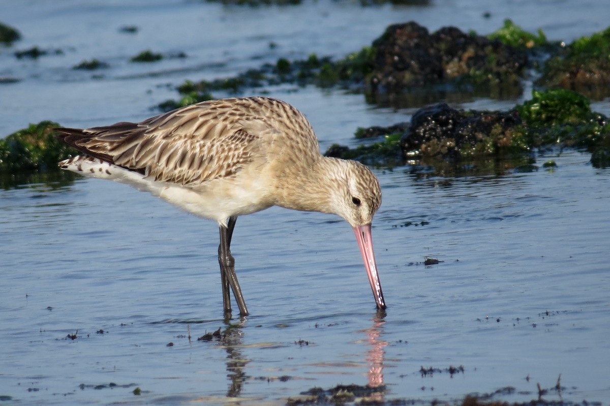 Bar-tailed Godwit - Leszek Noga