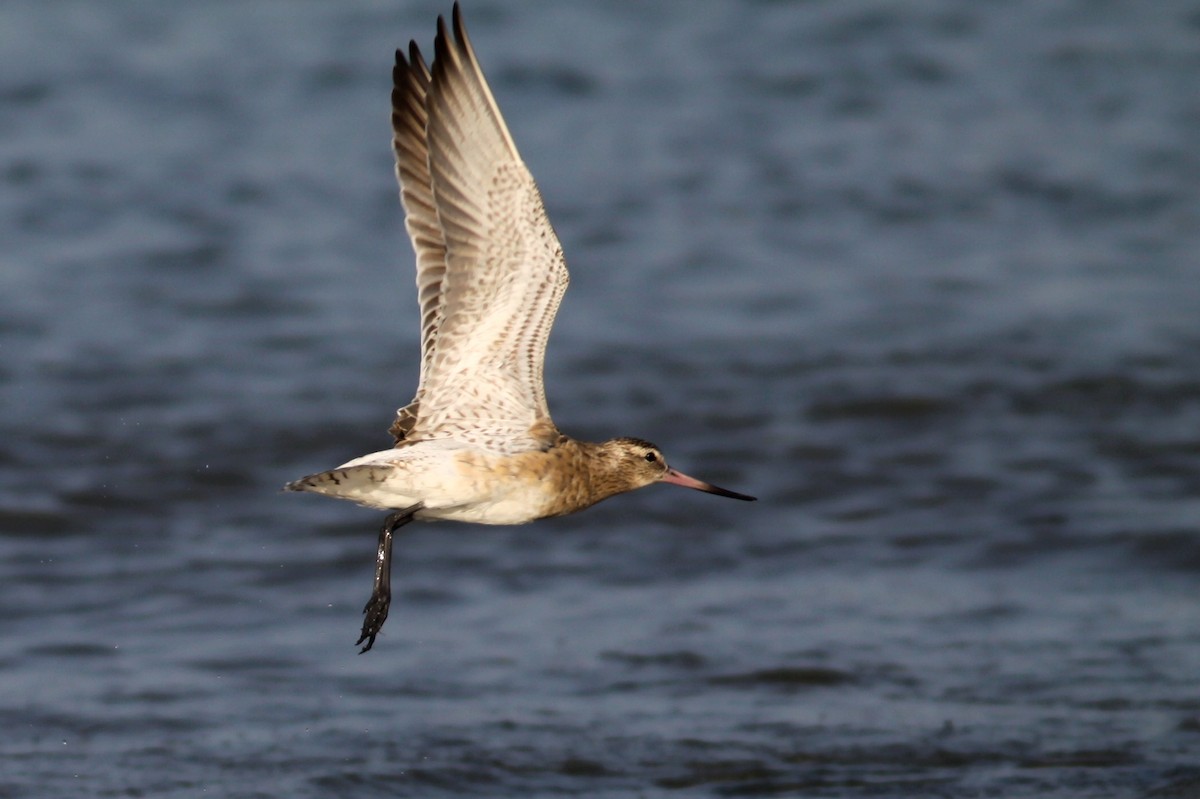 Bar-tailed Godwit - Leszek Noga