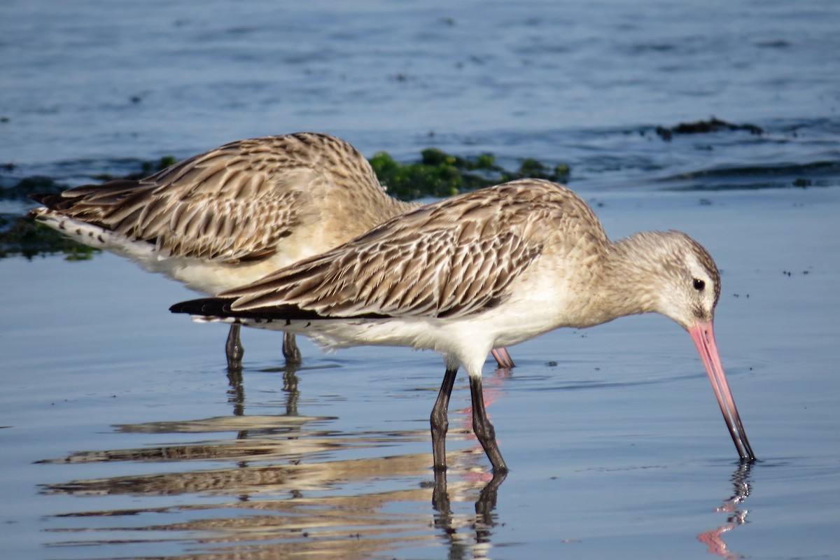 Bar-tailed Godwit - Leszek Noga