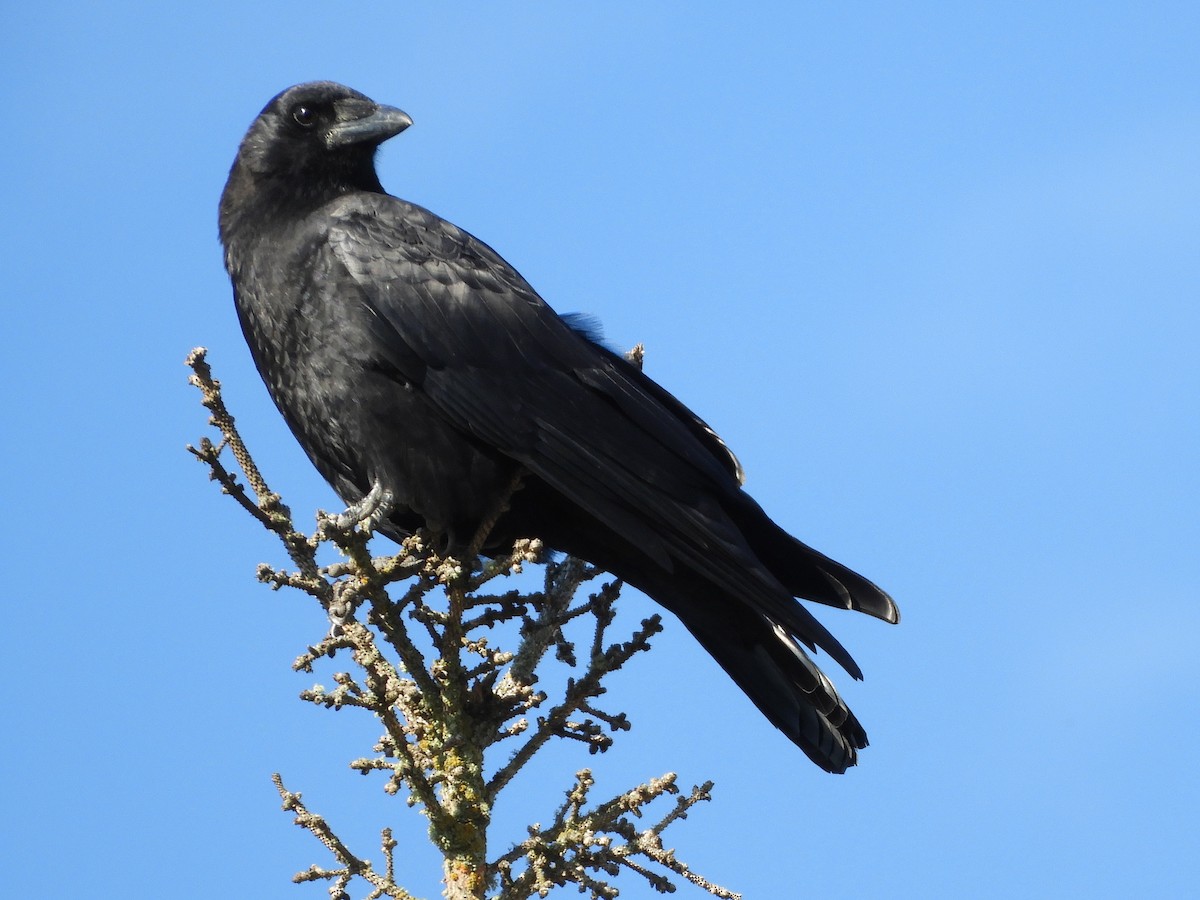 American Crow - ML283165981