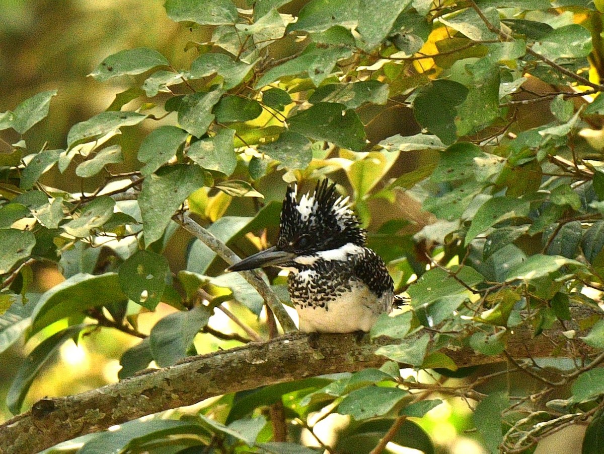 Crested Kingfisher - Nawal Ahuja