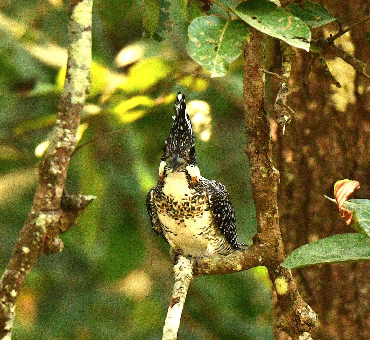 Crested Kingfisher - Nawal Ahuja