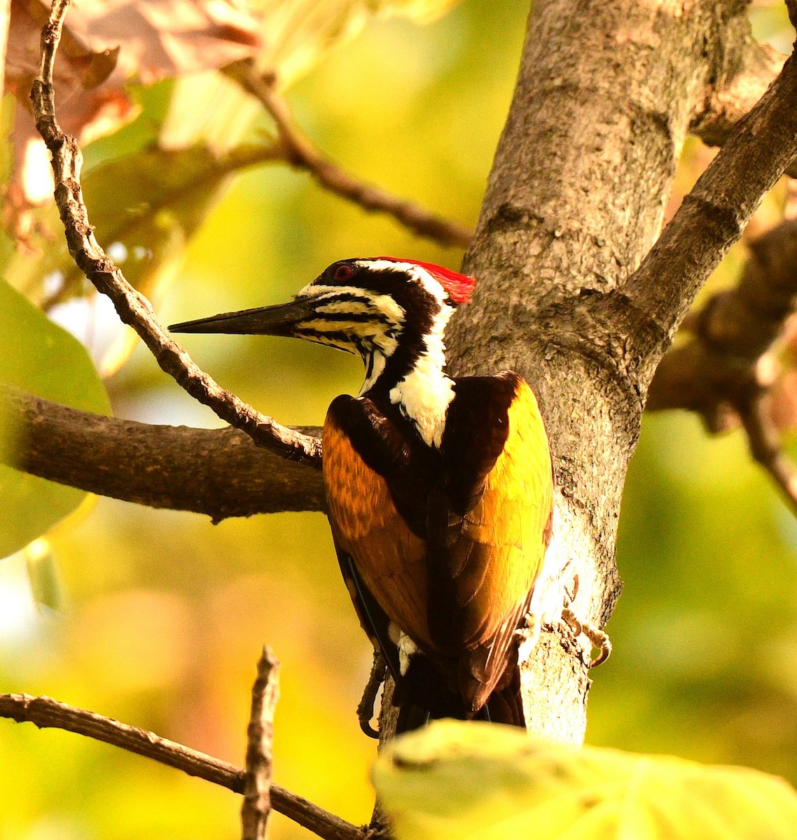 White-naped Woodpecker - Nawal Ahuja