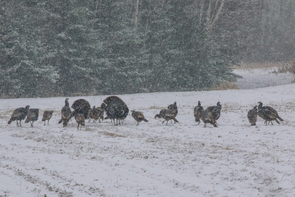 Wild Turkey - Jodi Boe