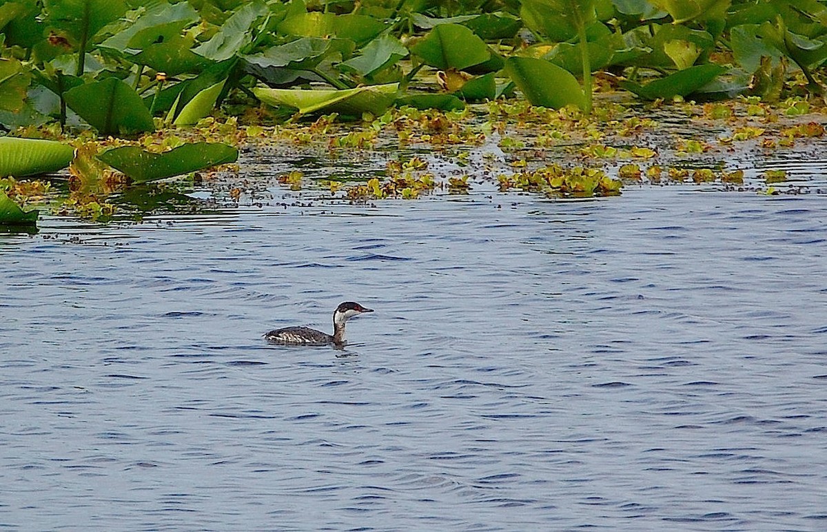 Horned Grebe - Scott Kinsey